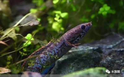 長沙哪里有賣魚缸的實體店啊 長沙哪里有賣魚缸的實體店啊多少錢 帝龍漁業 第2張 長沙哪里有賣魚缸的實體店啊 長沙哪里有賣魚缸的實體店啊多少錢 長沙哪里有賣魚缸的實體店啊 長沙哪里有賣魚缸的實體店啊多少錢 帝龍漁業 第2張