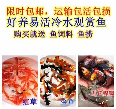 紅龍魚能吃熟蝦嗎？怎么喂？：紅龍魚能吃熟蝦嗎怎么喂食紅龍魚能吃熟蝦嗎