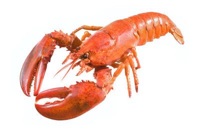 紅龍魚能吃熟蝦嗎？怎么喂？：紅龍魚能吃熟蝦嗎怎么喂食紅龍魚能吃熟蝦嗎