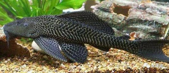 成都品牌魚缸廠家排名前十名 成都市魚缸生產(chǎn)在什么地方