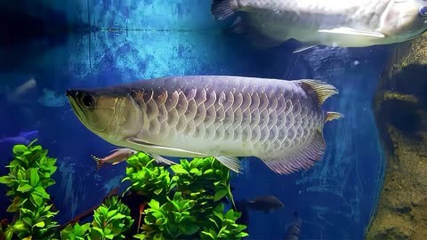 哪種紅龍魚最好看的品種圖片大全的簡單介紹