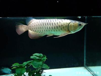 十大名貴觀賞魚品種排名，高端觀賞魚及價格全