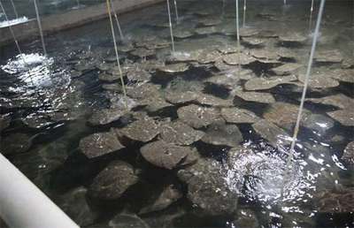 上門定做魚缸價格揭秘，一個多少錢及