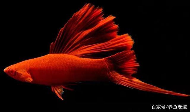 魚缸翻新視頻教程全集，老式魚缸安裝及翻新全攻略