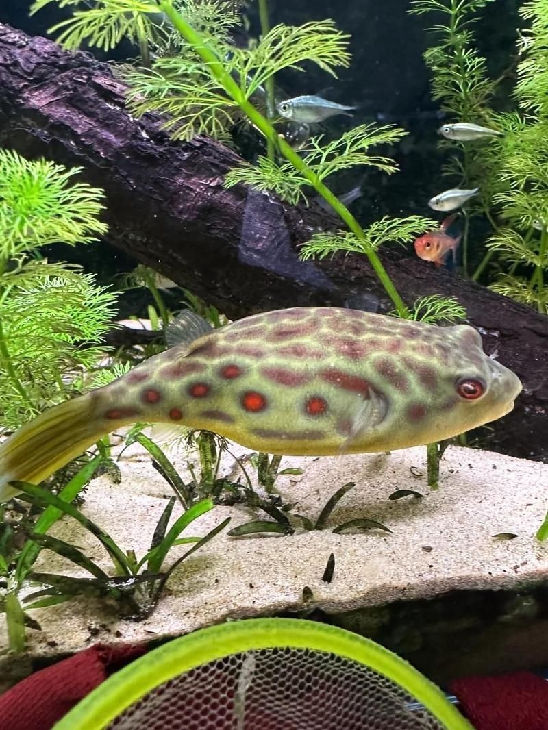 奈及利亞紅圓點狗頭最后和誰在一起【奈及利亞紅圓點狗頭魚】