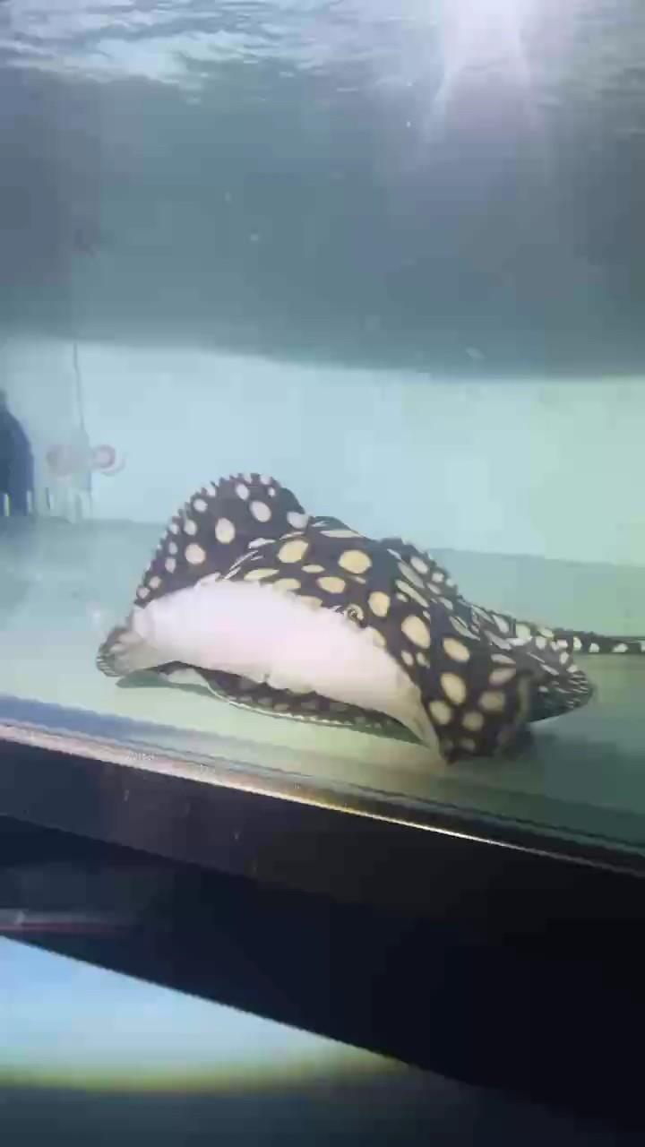 壓成小魚都有？探尋這背后奇妙或有趣的現象與故事