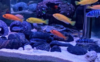 金龍魚競爭戰(zhàn)略剖析，品牌、產(chǎn)品與市場布局全