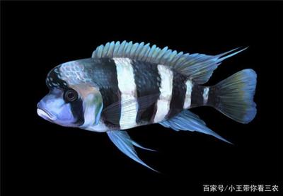 村花鳥魚蟲市場新址在哪？ 村花鳥魚蟲市場新址在哪？ 伊罕水族 第1張