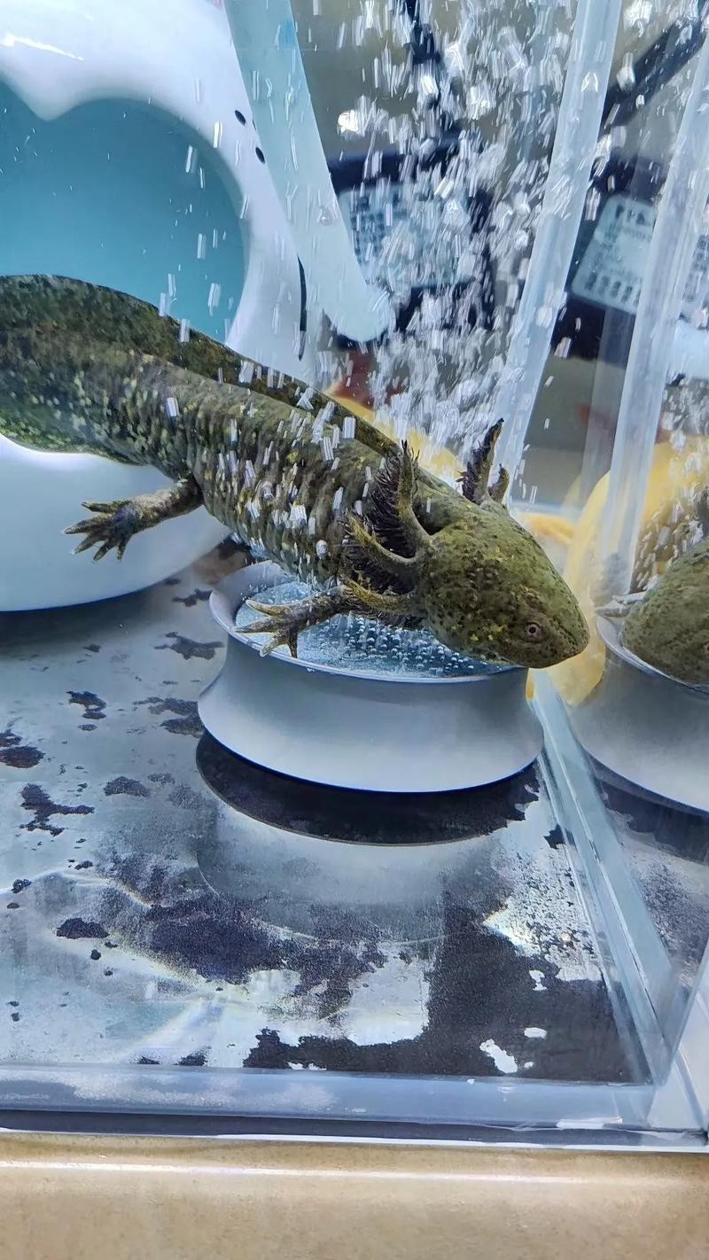 大花恐龍魚和虎紋恐龍魚能混養嗎圖片