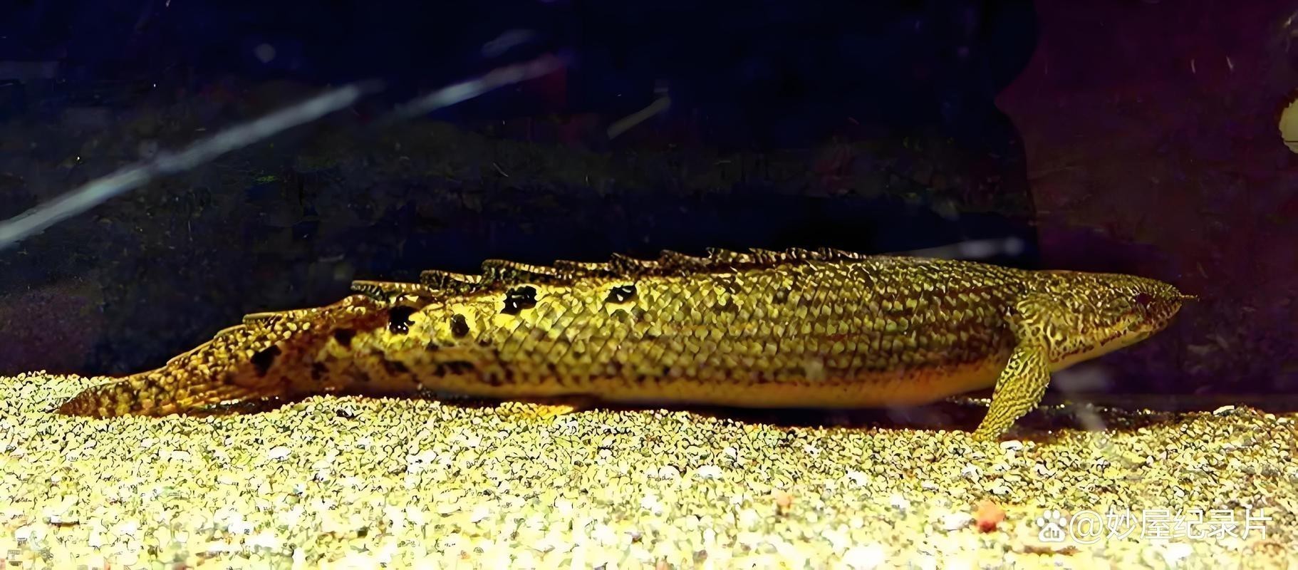 大花恐龍魚和虎紋恐龍魚能混養嗎圖片