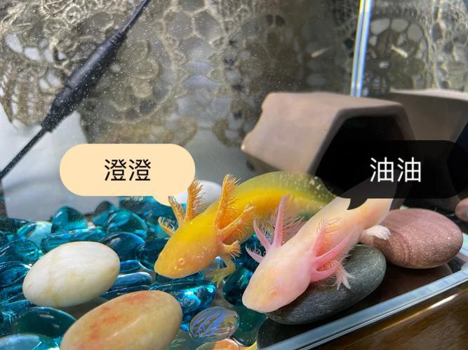 大花恐龍魚和虎紋恐龍魚能混養嗎圖片