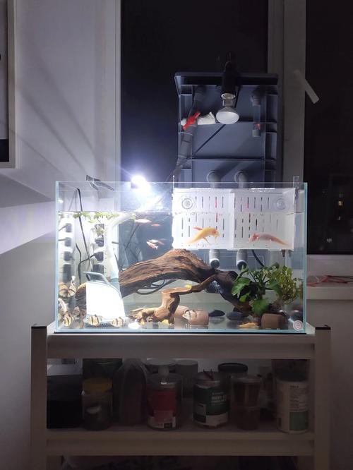 大花恐龍魚和虎紋恐龍魚能混養嗎圖片