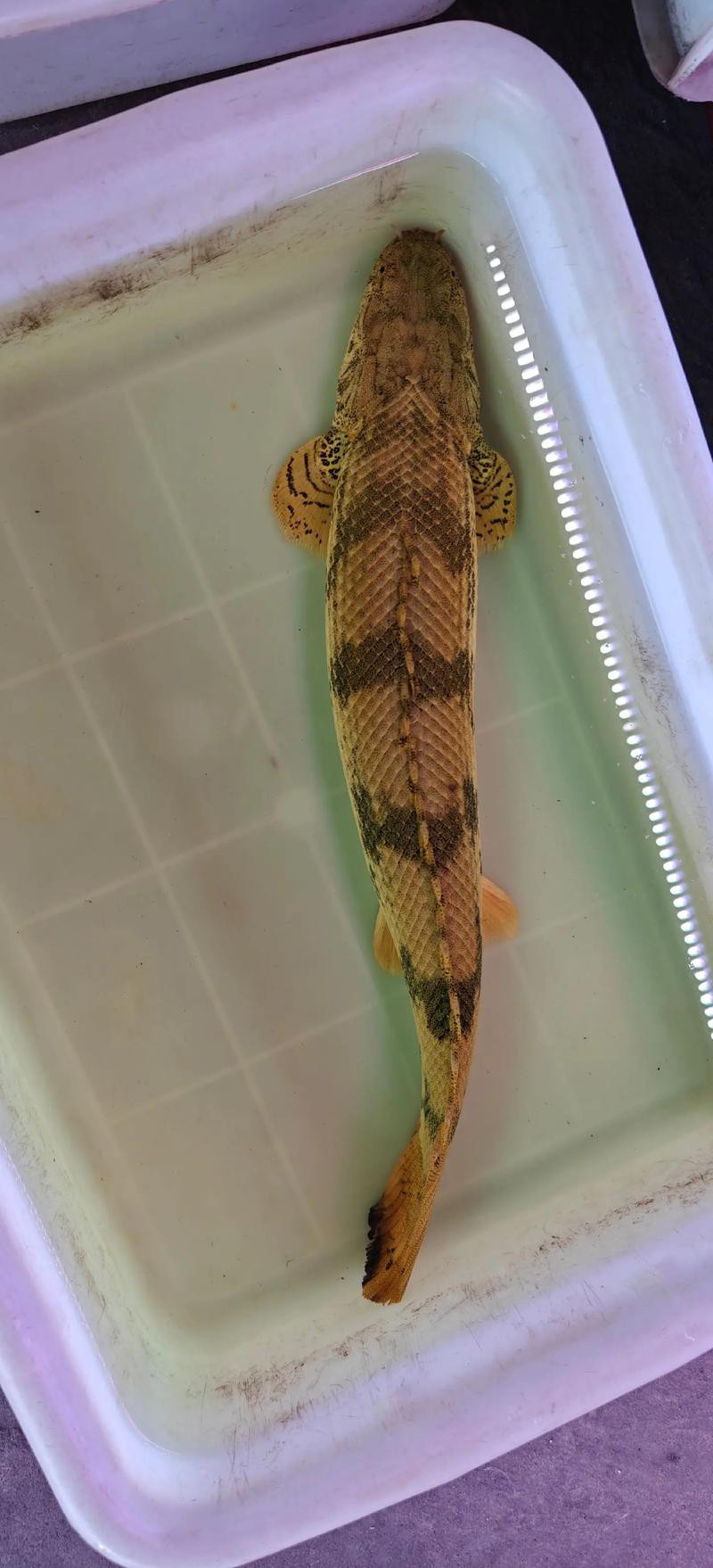 大花恐龍魚和虎紋恐龍魚能混養嗎圖片