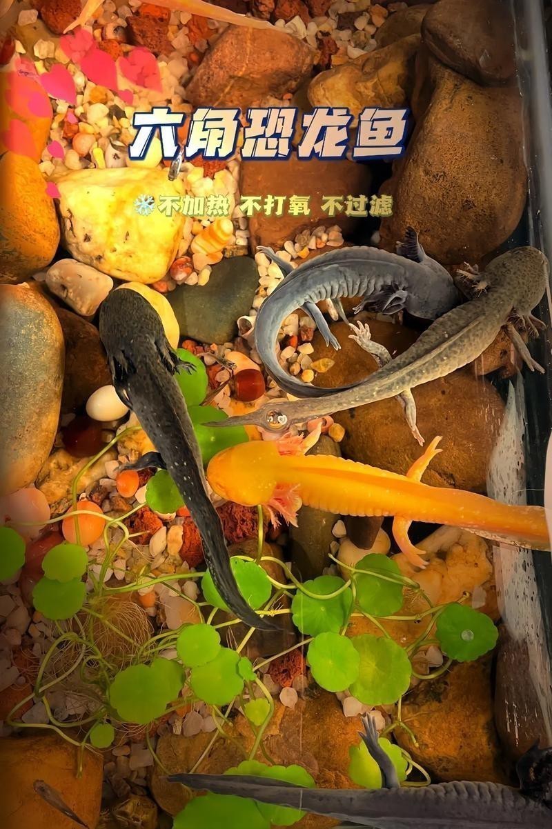 大花恐龍魚和虎紋恐龍魚能混養嗎圖片
