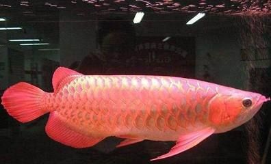 龍魚(yú)缸水質(zhì)ph值：龍魚(yú)缸水ph值多少合適