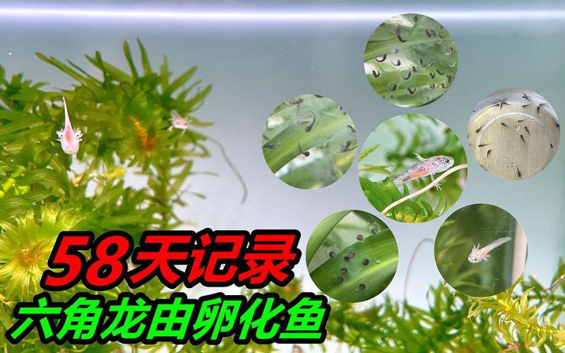 虎紋恐龍魚繁殖視頻大全