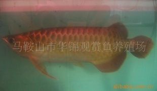 龍魚語錄