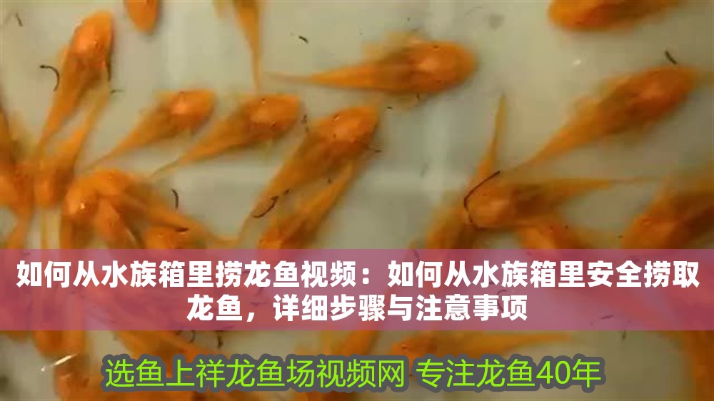 如何從水族箱里撈龍魚視頻：如何從水族箱里安全撈取龍魚，詳細步驟與注意事項