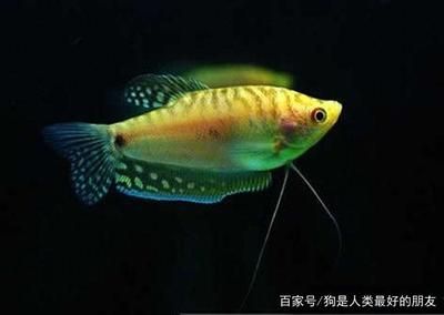 給龍魚起什么名才好聽又簡(jiǎn)單的（給龍魚起一個(gè)好聽又簡(jiǎn)單的名字）