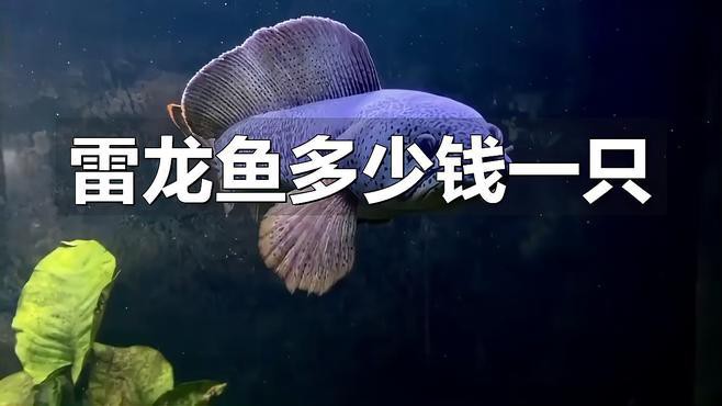雷龍魚的價格范圍是多少？