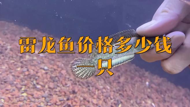 雷龍魚的價格范圍是多少？