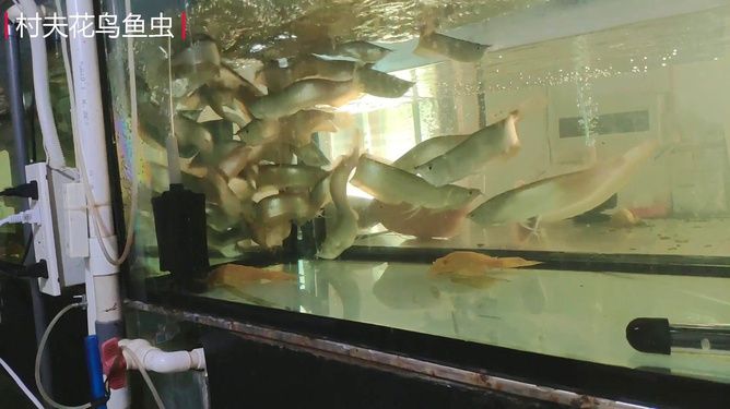 龍魚在缸里亂竄死了：龍魚在魚缸中亂竄并且死亡的原因