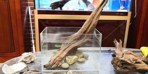 養龍魚可以放藤棉嘛（養龍魚時可以使用藤棉作為過濾材料）