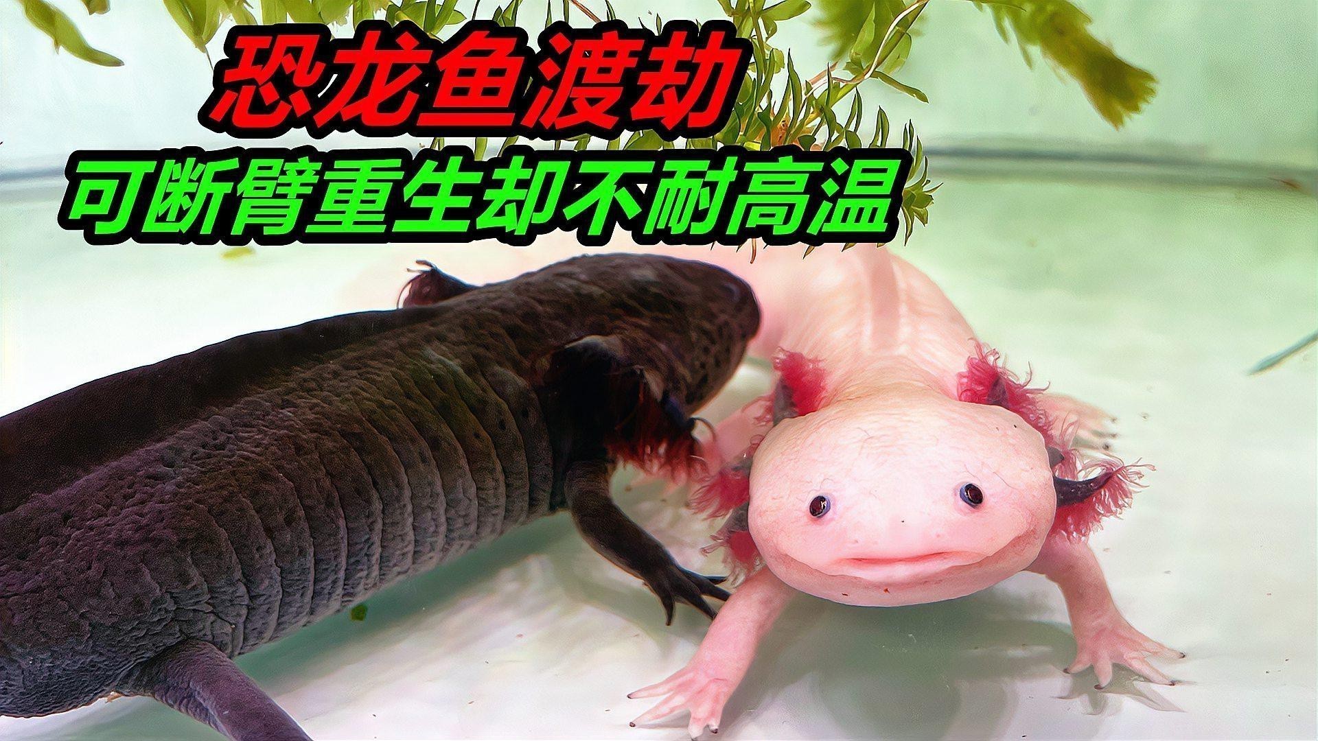 恐龍魚用什么魚缸養(yǎng)最好活