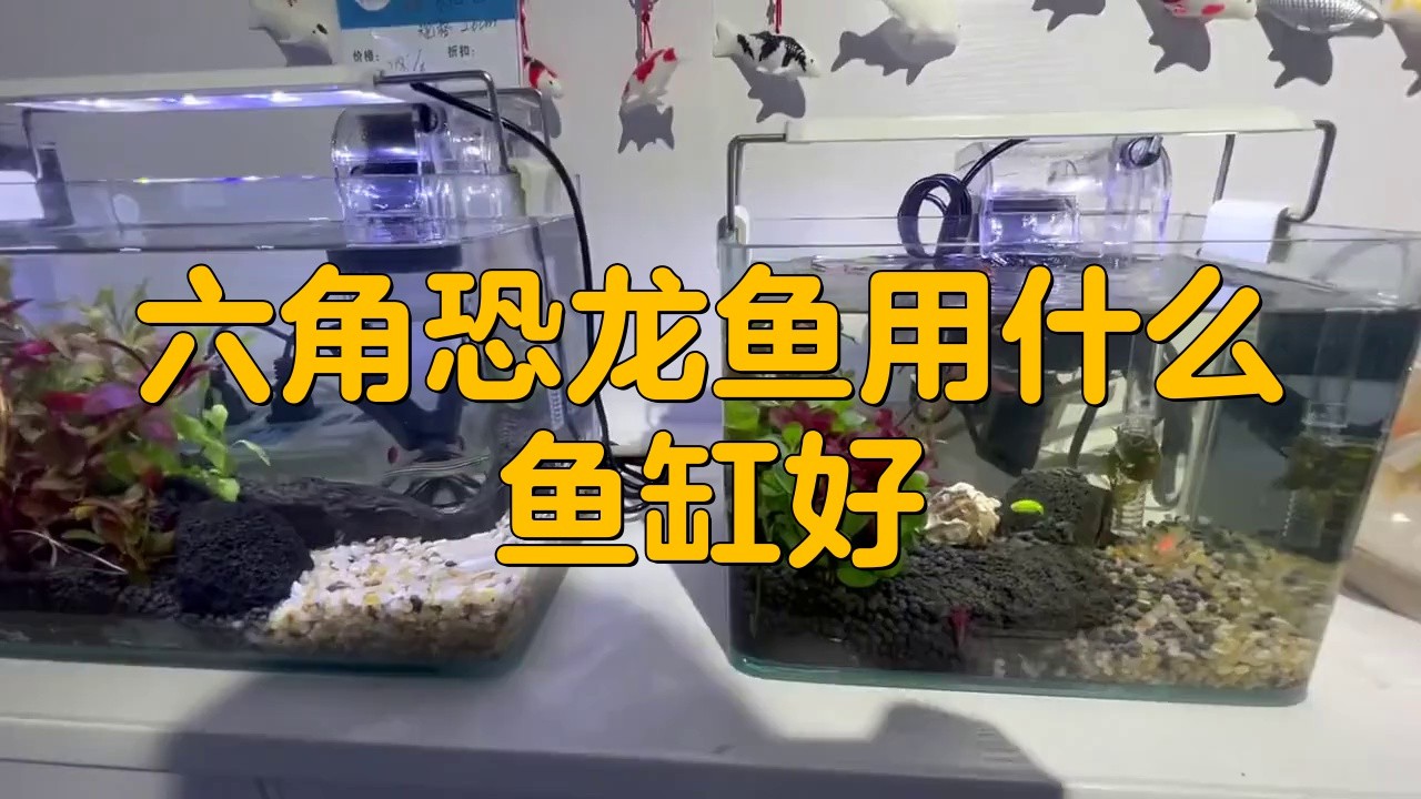 恐龍魚用什么魚缸養(yǎng)最好活
