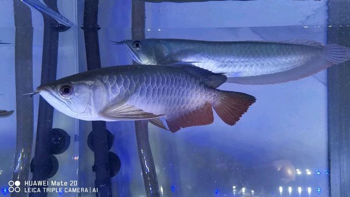 金龍魚和銀龍混養（如何判斷金龍魚和銀龍魚的健康狀態）