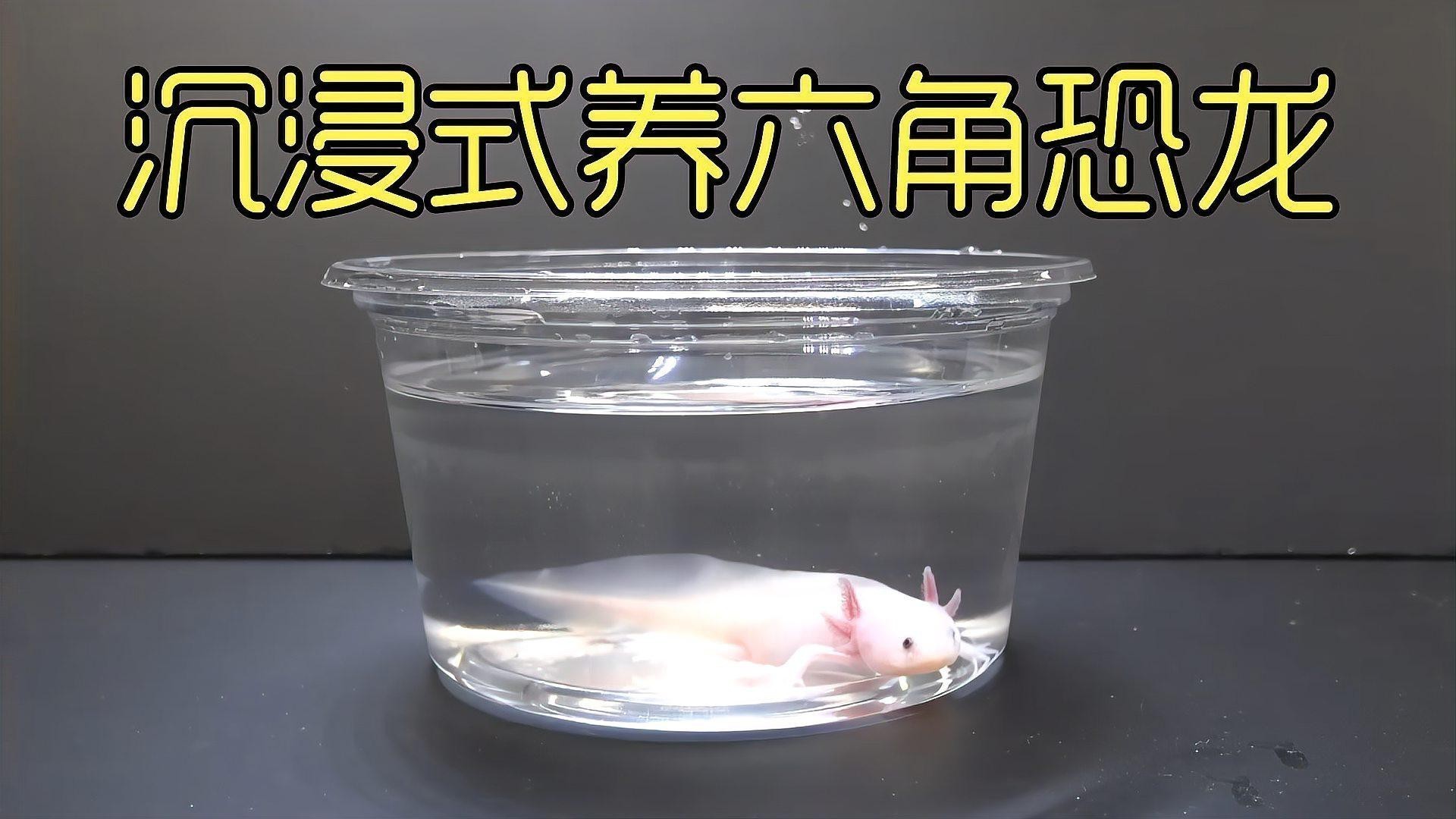 六角恐龍魚能活幾年