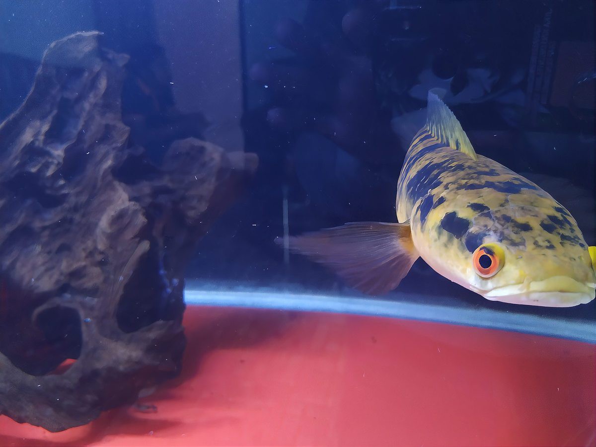 六角恐龍魚能活幾年