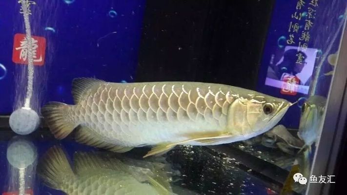 龍魚多長時間能長大：如何解決龍魚不吃食狀態不好的問題