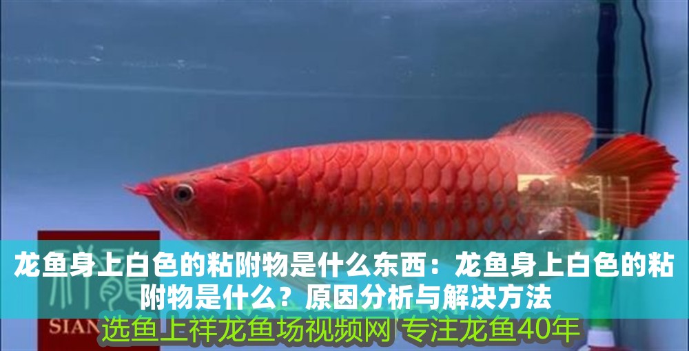 龍魚(yú)身上白色的粘附物是什么東西：龍魚(yú)身上白色的粘附物是什么？原因分析與解決方法