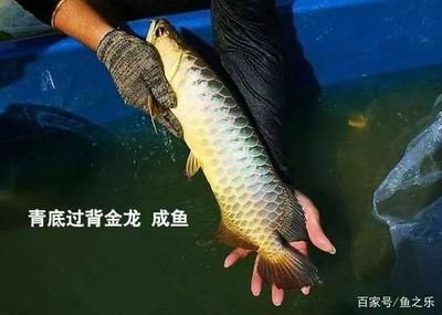 龍魚(yú)掉鱗片多久長(zhǎng)出來(lái)：龍魚(yú)掉鱗片后多久會(huì)長(zhǎng)出來(lái)