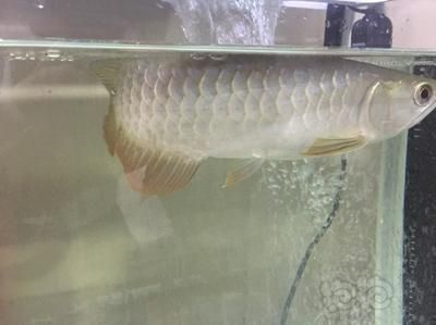 龍魚(yú)掉鱗片多久長(zhǎng)出來(lái)：龍魚(yú)掉鱗片后多久會(huì)長(zhǎng)出來(lái)