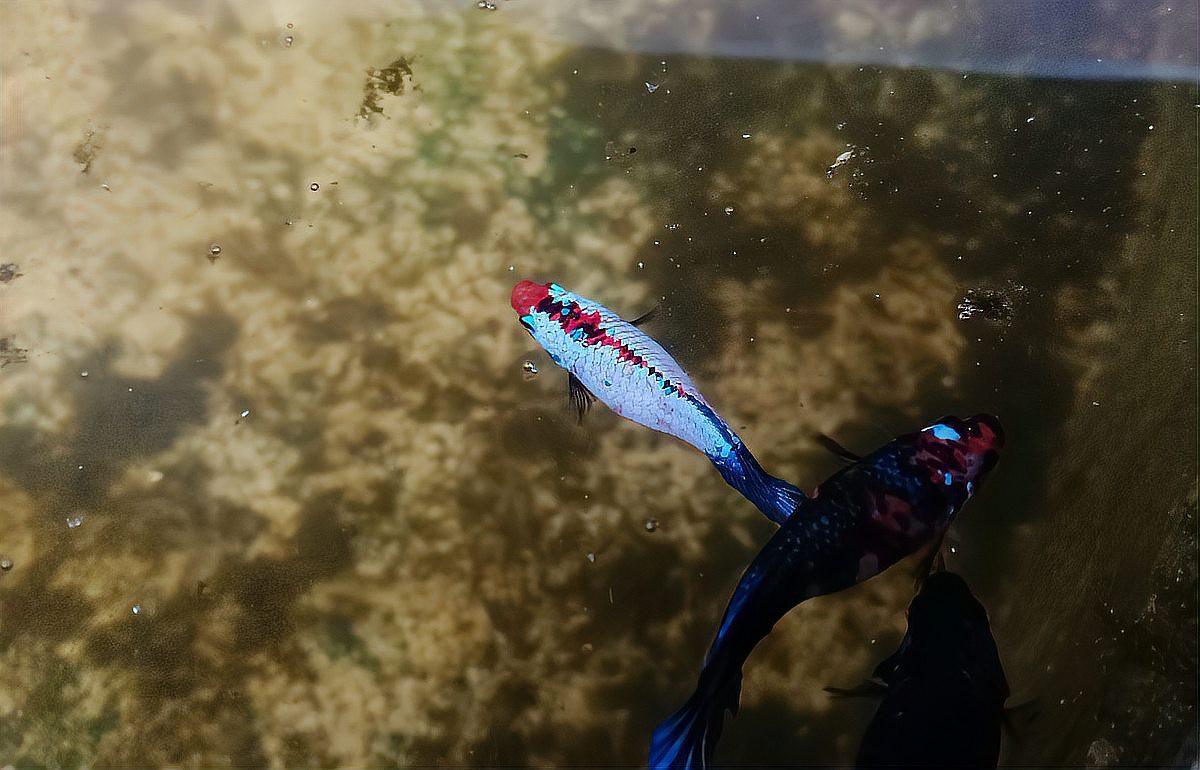 哪些魚不適合與彩虹雷龍混養(yǎng)？