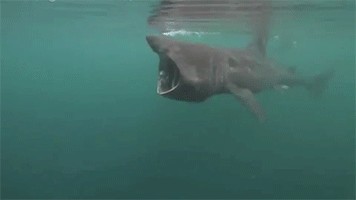 龍魚經(jīng)常性趴缸怎么辦：龍魚趴缸現(xiàn)象頻繁沉底不動，可能由水質(zhì)變化、缺氧引起