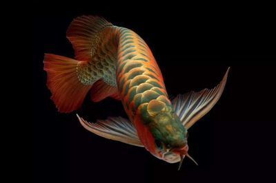 各種龍魚的寓意及象征風水：龍魚是一種具有豐富象征意義的魚類，其寓意和象征意義