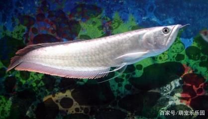 龍魚(yú)喜歡什么顏色（龍魚(yú)喜歡什么顏色的顏色，龍魚(yú)的顏色偏好并不是單一的） 龍魚(yú)喜歡什么顏色（龍魚(yú)喜歡什么顏色的顏色，龍魚(yú)的顏色偏好并不是單一的） 龍魚(yú)百科 第5張