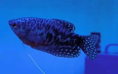 龍魚如何受精