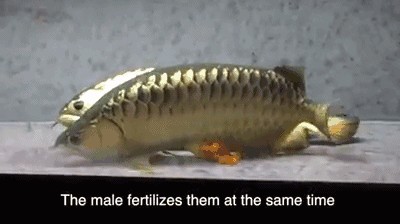 龍魚如何受精