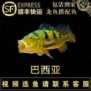 龍魚配巴西亞怎么配，龍魚與巴西亞魚混養的水質要求