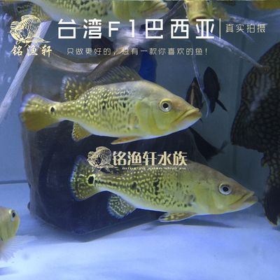 龍魚配巴西亞怎么配，龍魚與巴西亞魚混養的水質要求