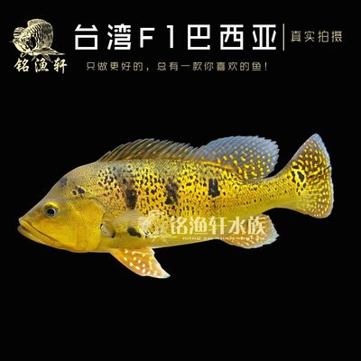 龍魚配巴西亞怎么配，龍魚與巴西亞魚混養的水質要求