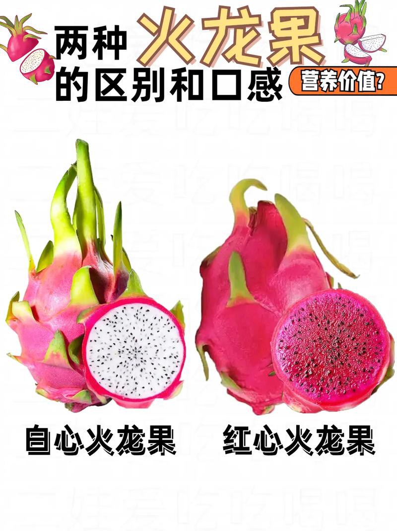紅龍純血和普通火龍果有何區別？