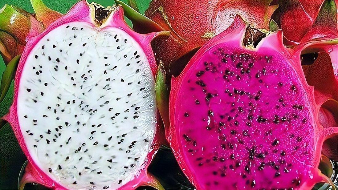 紅龍純血和普通火龍果有何區別？