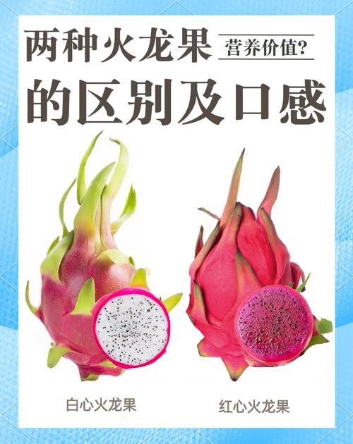 紅龍純血和普通火龍果有何區別？