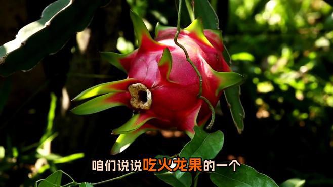 紅龍純血和普通火龍果有何區別？