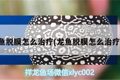 龍魚受傷脫膜（龍魚受傷脫膜如何處理）